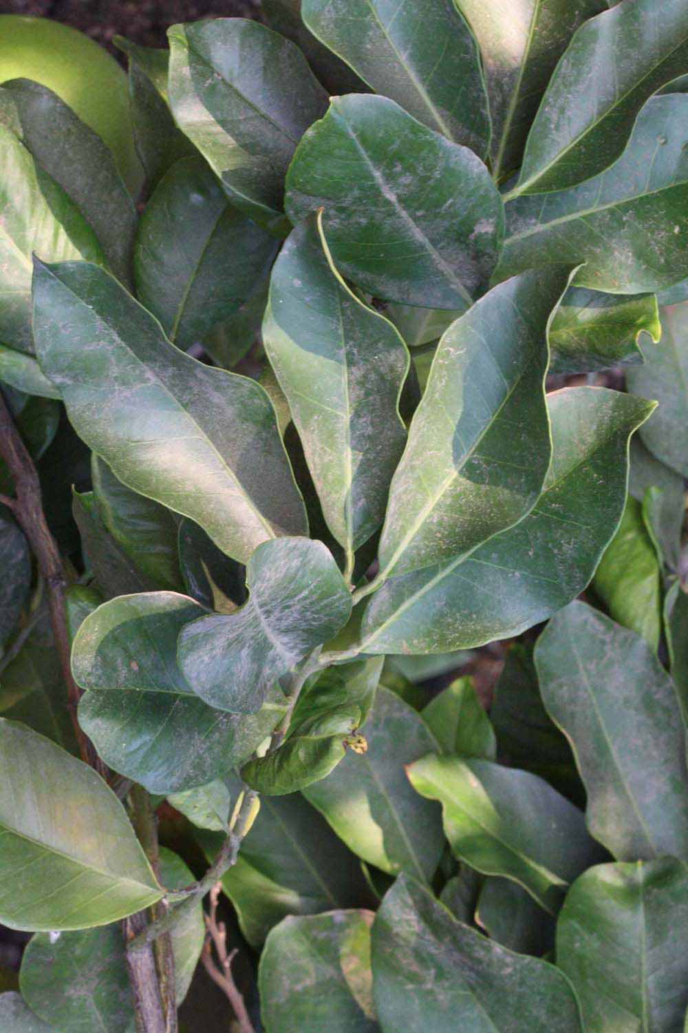              Shade leaves (Riverside, CA)       